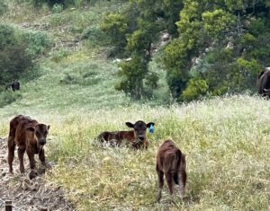 Calves resting in the California grass