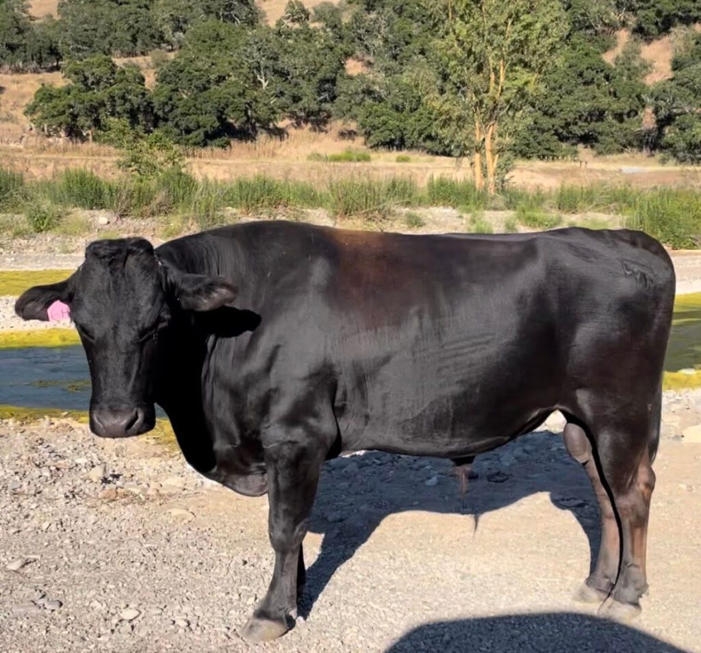 Wagyu beef for sale central california